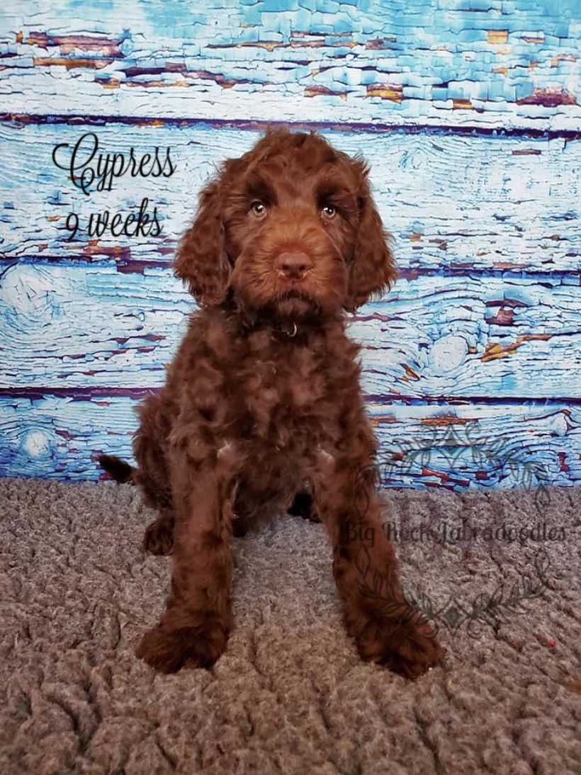 Great sales rock labradoodles